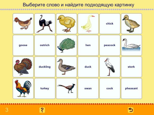 Учим английские слова. Птицы_1