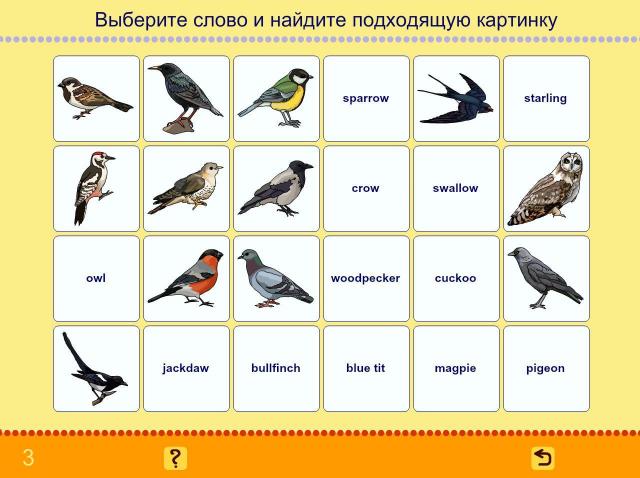 Учим английские слова. Птицы_2